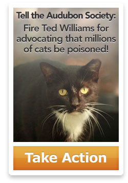 Tell the Audubon Society:
Fire Ted Williams for advocating that millions 
of cats be poisoned! Take action.