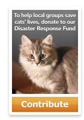 To help local groups save cats' lives, donate to our Disaster Response Fund.
