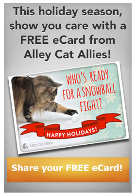 Share your FREE eCard from Alley Cat Allies!