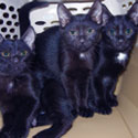 July_Adoptable_Cats