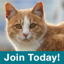 Join the Cat-alyst Society