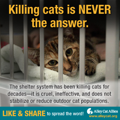 Killing cats is NEVER the answer.