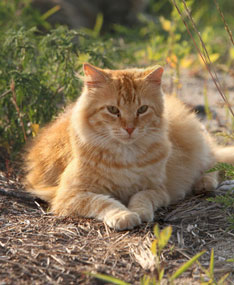 Orange cat laying in a field