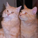 Adoptable Cats: Mini Me and Bigglesworth