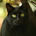 Black eartipped cat in the woods