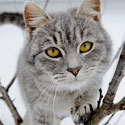 Friendly Grey Cat in a Tree