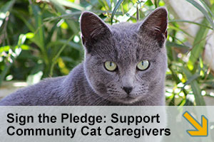 Sign the Pledge: Support Community Cat Caregivers