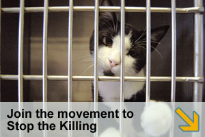 Stop the Killing Petition